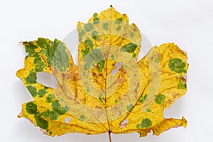 Studio still life of colourful autumn leaf