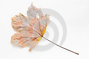 Studio still life of colourful autumn leaf