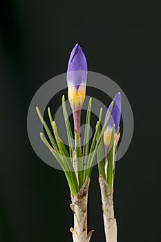 Crocus sieberi subsp. sublimis `Tricolor`