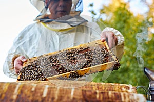 Studious beekeeper male in protective workwear inspecting frame at apiary