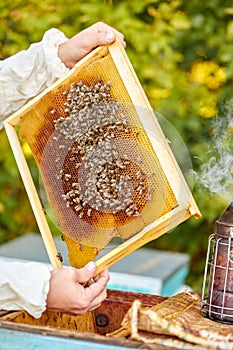 Studious beekeeper male in protective workwear inspecting frame at apiary