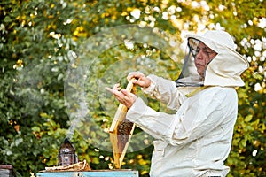 Studious beekeeper male in protective workwear inspecting frame at apiary