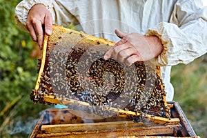 Studious beekeeper male in protective workwear inspecting frame at apiary