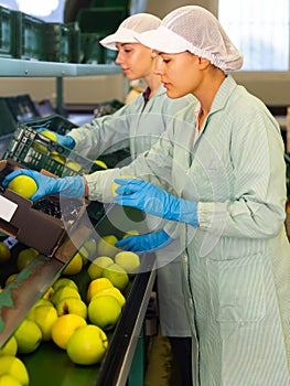 studious female employees in uniform sorting fresh apples on producing grading line