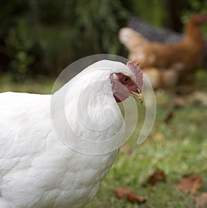 Diligente gallinas 