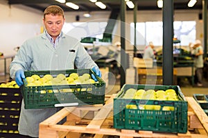 studious man working on fruit sorting line, carrying box with apples in storage