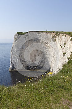 Studland Chalk Cliff