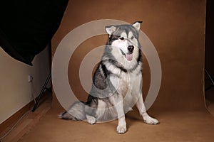 Studo shot of alaskan malamute dog sitting on brown blackground and looking at camera