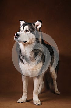 Studo shot of alaskan malamute dog standing on brown blackground and looking at aside