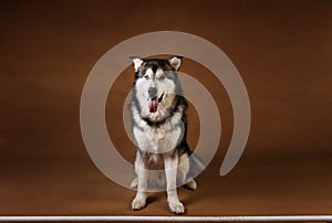 Studo shot of alaskan malamute dog standing on brown blackground and looking at camera