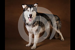 Studo shot of alaskan malamute dog standing on brown blackground and looking at camera