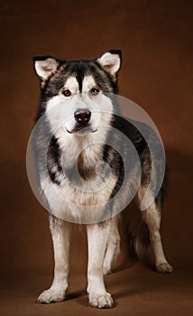 Studo shot of alaskan malamute dog standing on brown blackground and looking at camera