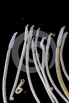 The study of Acanthocephala is a phylum of parasitic worms known as acanthocephalans, thorny-headed worms.