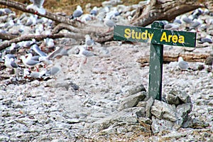 Study Area sign for red-billed gulls colony