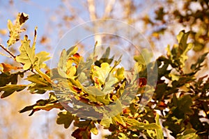 A study with autumn oak leaves