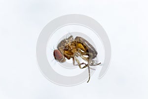 Study genetic of Drosophila melanogaster fruit fly, vinegar fly for education.