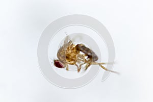 Study genetic of Drosophila melanogaster fruit fly, vinegar fly for education.