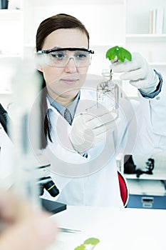 Study of genetic modified GMO plants in the