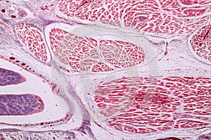 Study Histology of human, tissue bone under the microscopic.