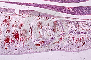 Study Histology of human, tissue bone under the microscopic.