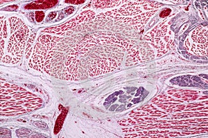 Study Histology of human, tissue bone under the microscopic.