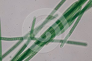 Oscillatoria is a genus of filamentous cyanobacterium, oscillation in its movement under the microscope. photo