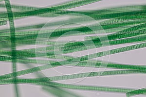 Oscillatoria is a genus of filamentous cyanobacterium, oscillation in its movement under the microscope. photo