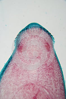 The study parasite or worms is a freshwater fish parasite in laboratory for education.