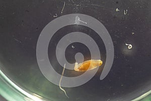 The study parasite or worms is a freshwater fish parasite in laboratory for education.