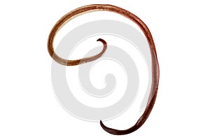 Study of Parasitic and Anatomical pathology in laboratory.