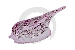 Study of Parasitic and Anatomical pathology in laboratory.