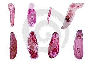 Study of Parasitic and Anatomical pathology in laboratory.