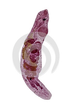 Study of Parasitic and Anatomical pathology in laboratory. photo