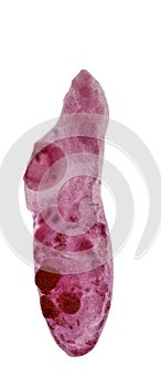 Study of Parasitic and Anatomical pathology in laboratory. photo