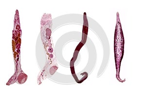 Study of Parasitic and Anatomical pathology in laboratory.