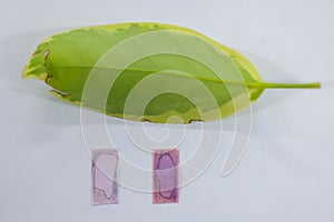 Study of photosynthesis from plants in lab.