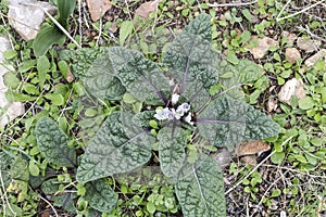 The rare plant of mandrake Mandragora officinarum photo