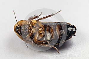 Blaptica dubia, Dubia roach, also known as the orange-spotted roach in the laboratory.
