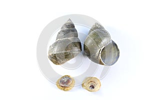 Study of the structure of Freshwater molluscs in laboratory. photo