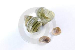 Study of the structure of Freshwater molluscs in laboratory. photo