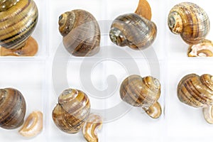 Study of the structure of Freshwater molluscs in laboratory. photo