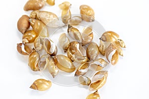 Study of the structure of Freshwater molluscs in laboratory. photo