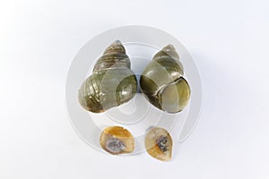 Study of the structure of Freshwater molluscs in laboratory. photo