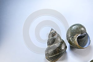 Study of the structure of Freshwater molluscs in laboratory. photo
