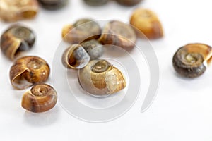 Study of the structure of Freshwater molluscs in laboratory. photo