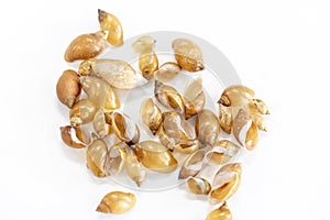 Study of the structure of Freshwater molluscs in laboratory. photo