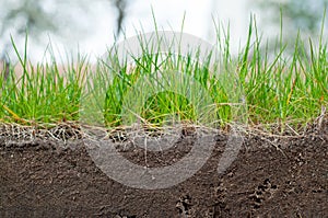The study of the structure of the soil under the lawn on the example of a photograph of a slice