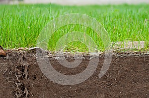 The study of the structure of the soil under the lawn on the example of a photograph of a slice