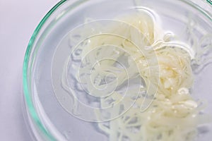 The study of Tapeworm infection is caused by ingesting food or water contaminated with tapeworm eggs or larvae in lab.