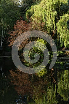 Study of Trees and reflections, Scarborough, North yorkshire